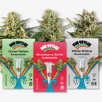 Bud Voyage graphic design featuring Green Gelato, Strawberry Smile, and White Widow Automatic cannabis strains with vibrant rainbow accents and test tubes containing seeds against a white background
