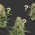 Mystery Pack - Fem (3x3 Samen)