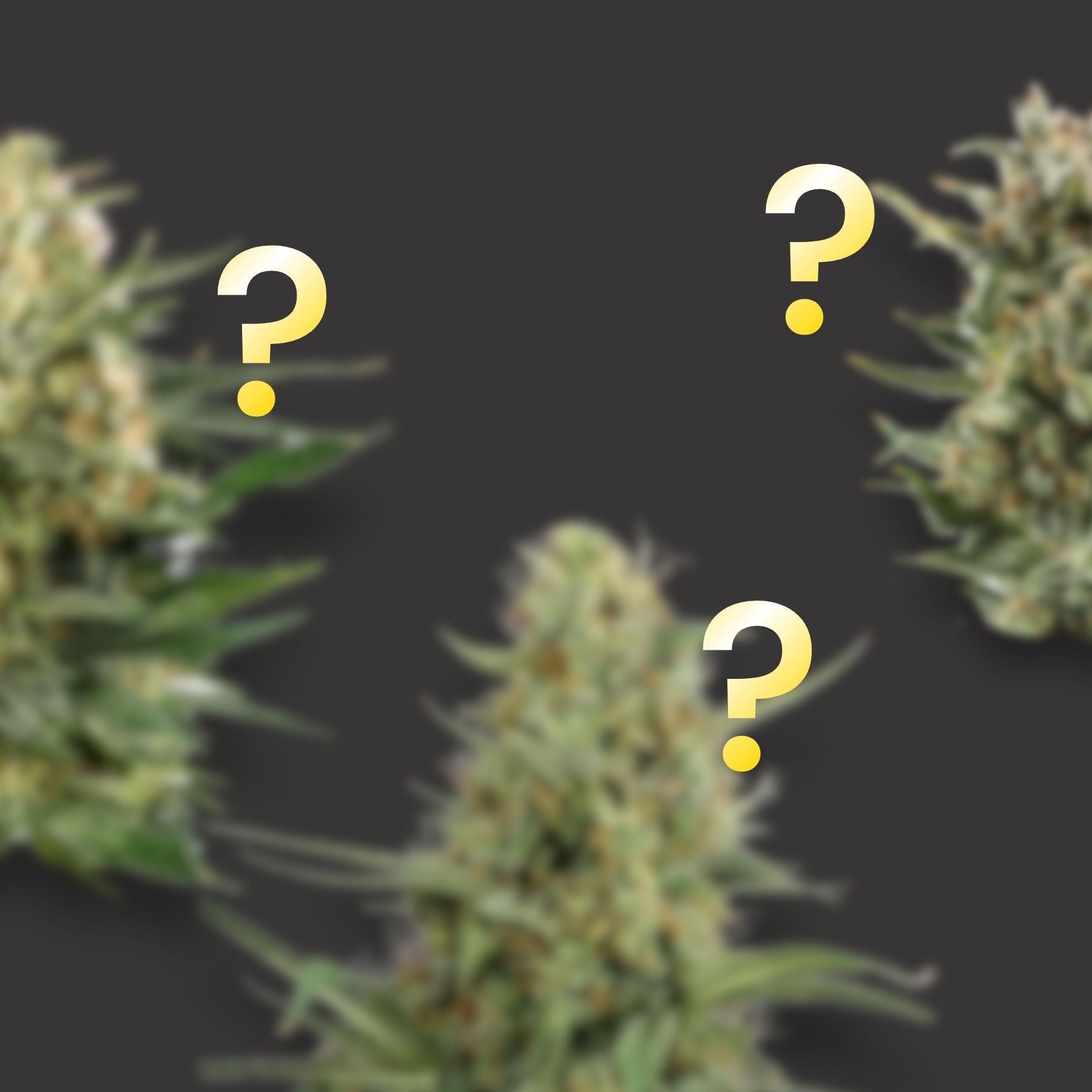 Hanfsamen BudVoyage Mystery Pack - Auto (3x3 Samen)