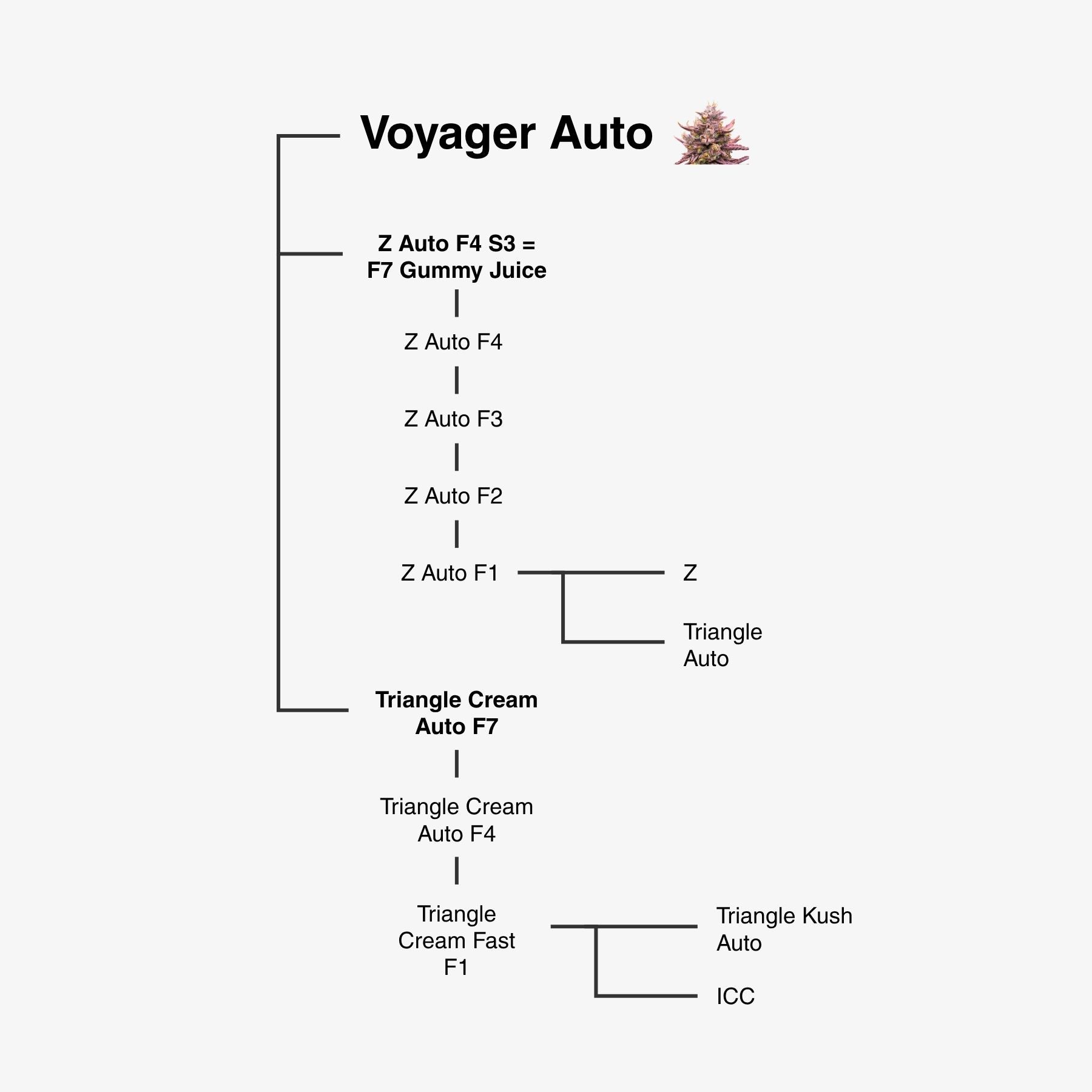 Hanfsamen BudVoyage Voyager F1 Auto (extrem robust, Gummibärchen-Aroma, ertragreich)