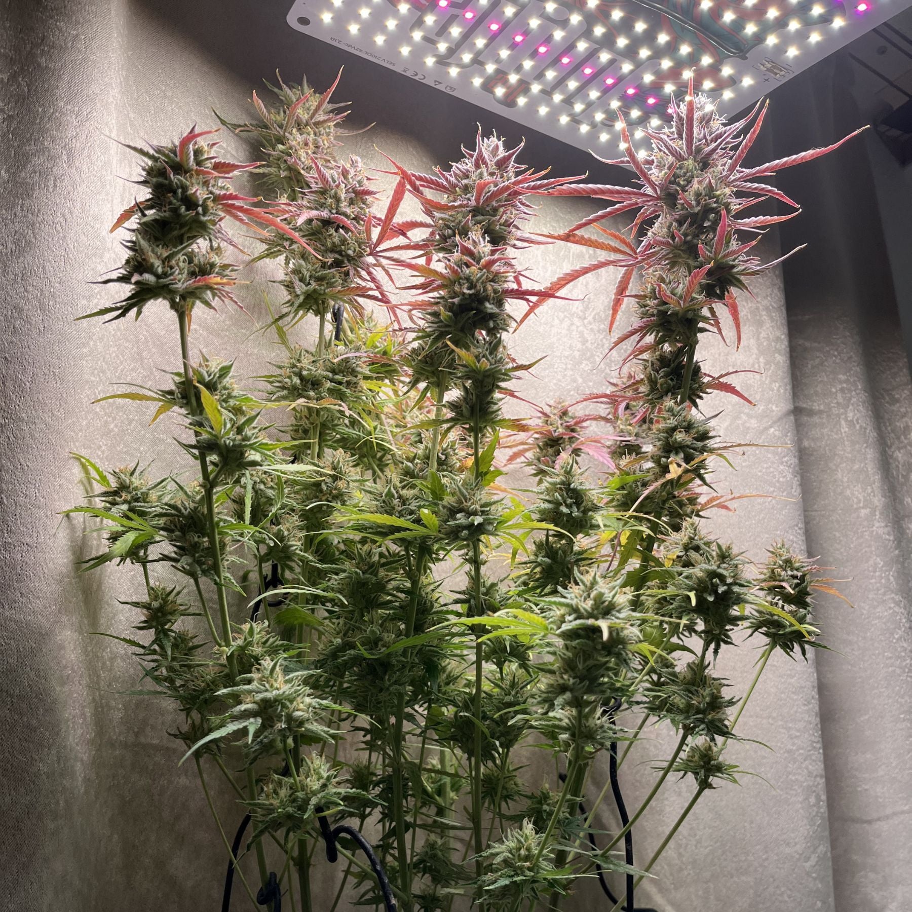 Hanfsamen BudVoyage Voyager Gummy Juice F1 Auto (extrem robust, Gummibärchen-Aroma, ertragreich)