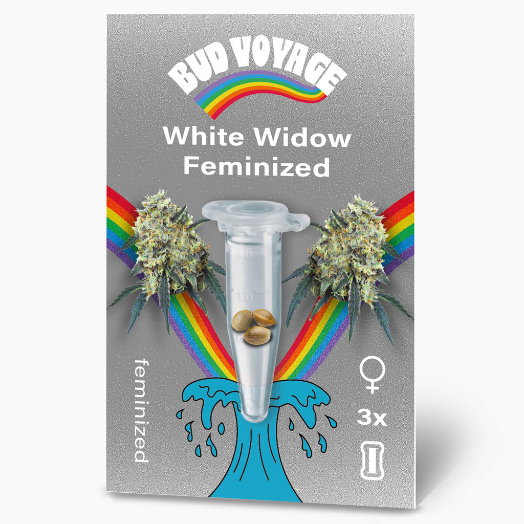 Bud Voyage Grafikdesign:  White Widow feminisierte Samen in einer Testtube, umgeben von Regenbögen und Marihuana-Blüten, zeigt drei Samen und einen hellblauen Wasserstrahl
