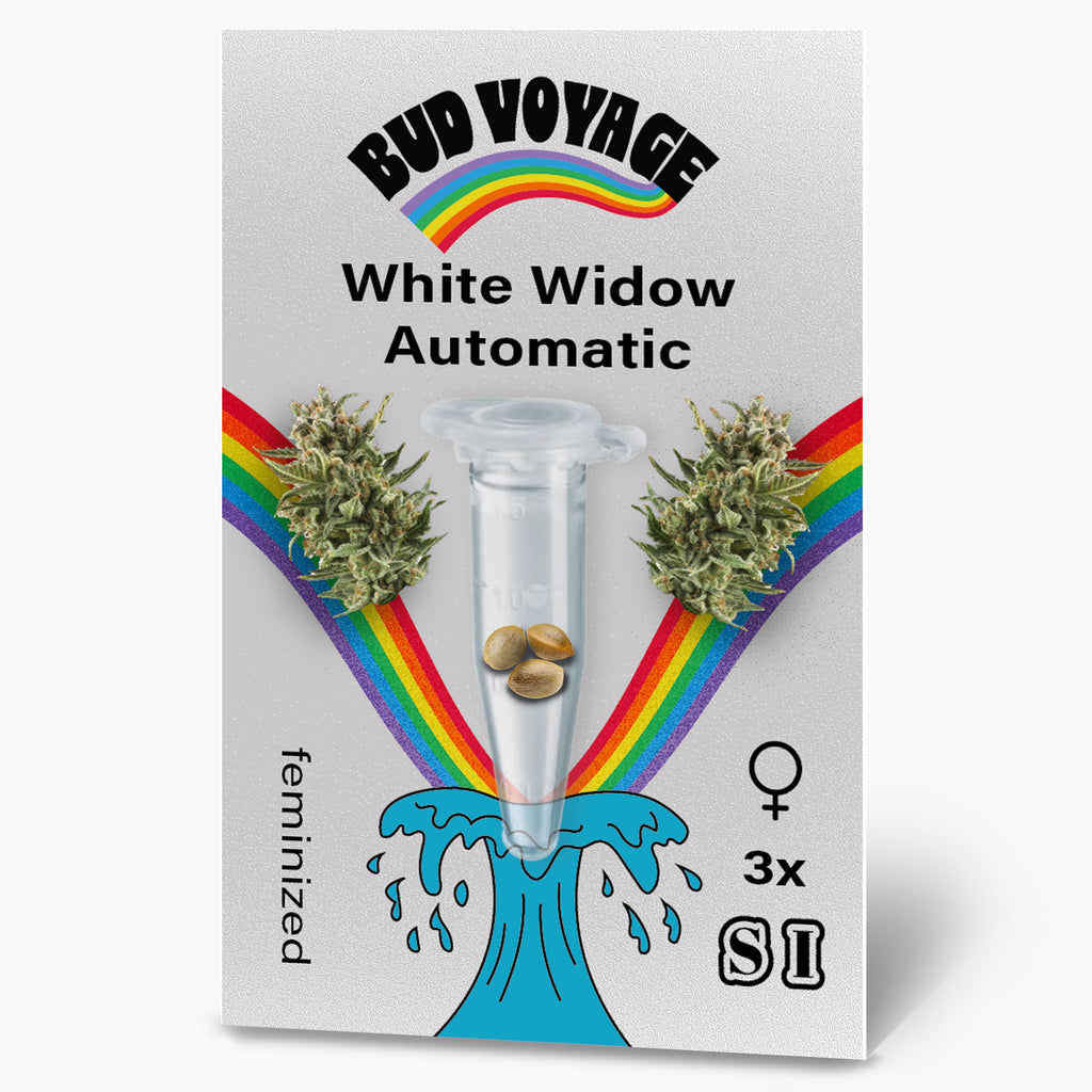 Bud Voyage graphic design featuring White Widow Automatic cannabis seeds in a test tube flanked by vibrant green buds against a rainbow backdrop and a stylized wave
