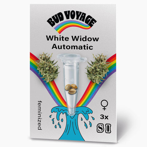 Bud Voyage Grafikdesign: White Widow Automatic Samen, drei feminisierte Samen in einer Testtube, umgeben von Regenbogen und maritimen Wellenelementen, zeigen Cannabisblüten
