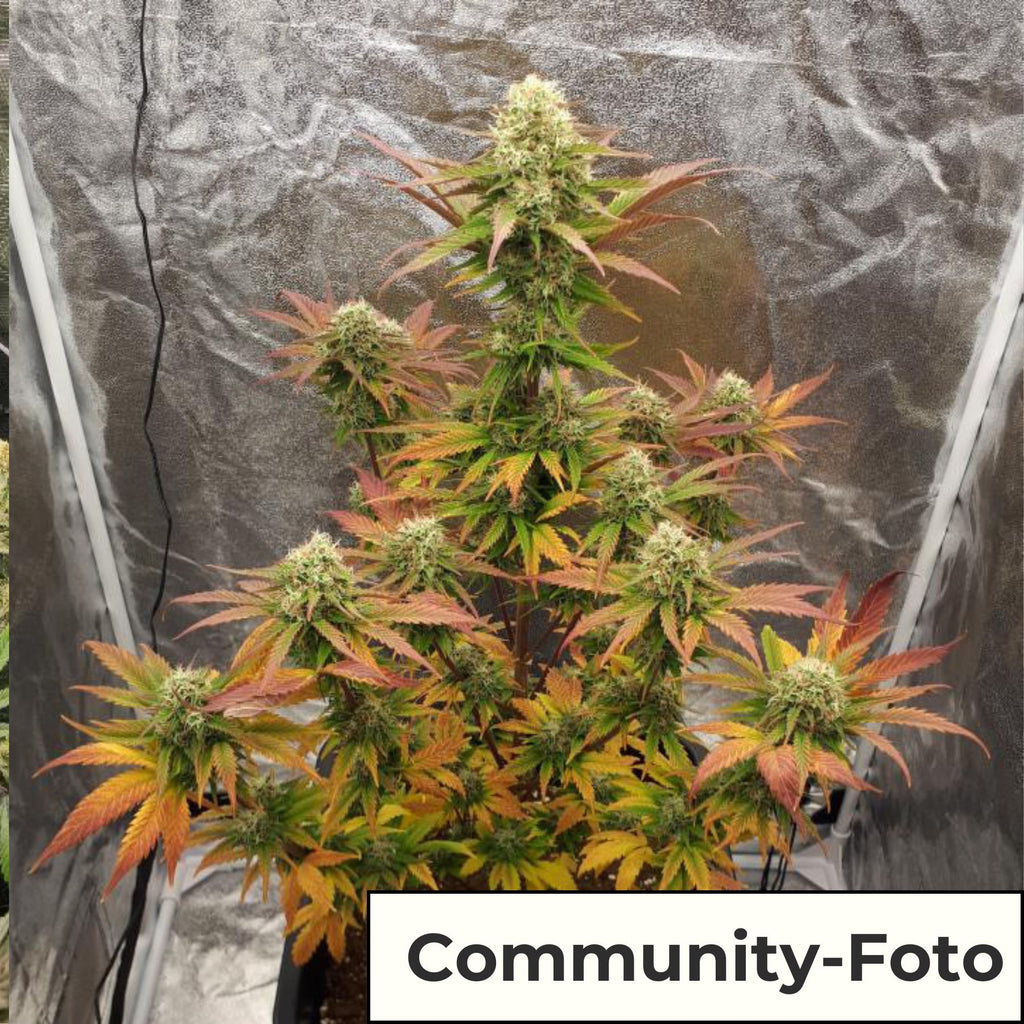 Hanfsamen BudVoyage White Widow Auto (Klassiker, kreativ, kräftig)