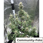 White Widow Auto (Klassiker, kreativ, kräftig)