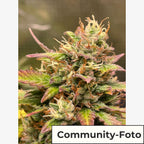Bubble Kush Cake Auto (Schlaffördernd, stoned)
