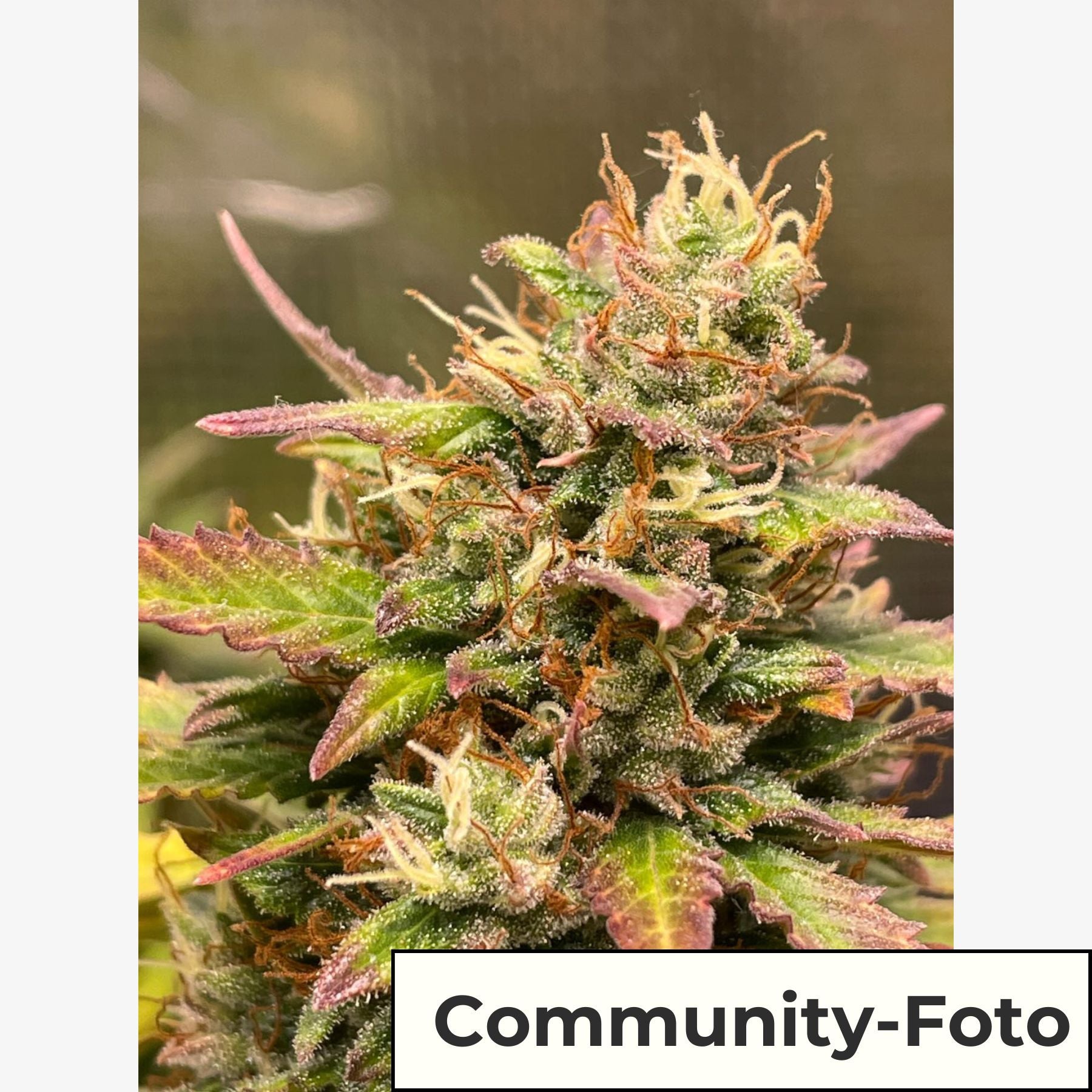 Hanfsamen BudVoyage Bubble Kush Cake Auto (Schlaffördernd, stoned)