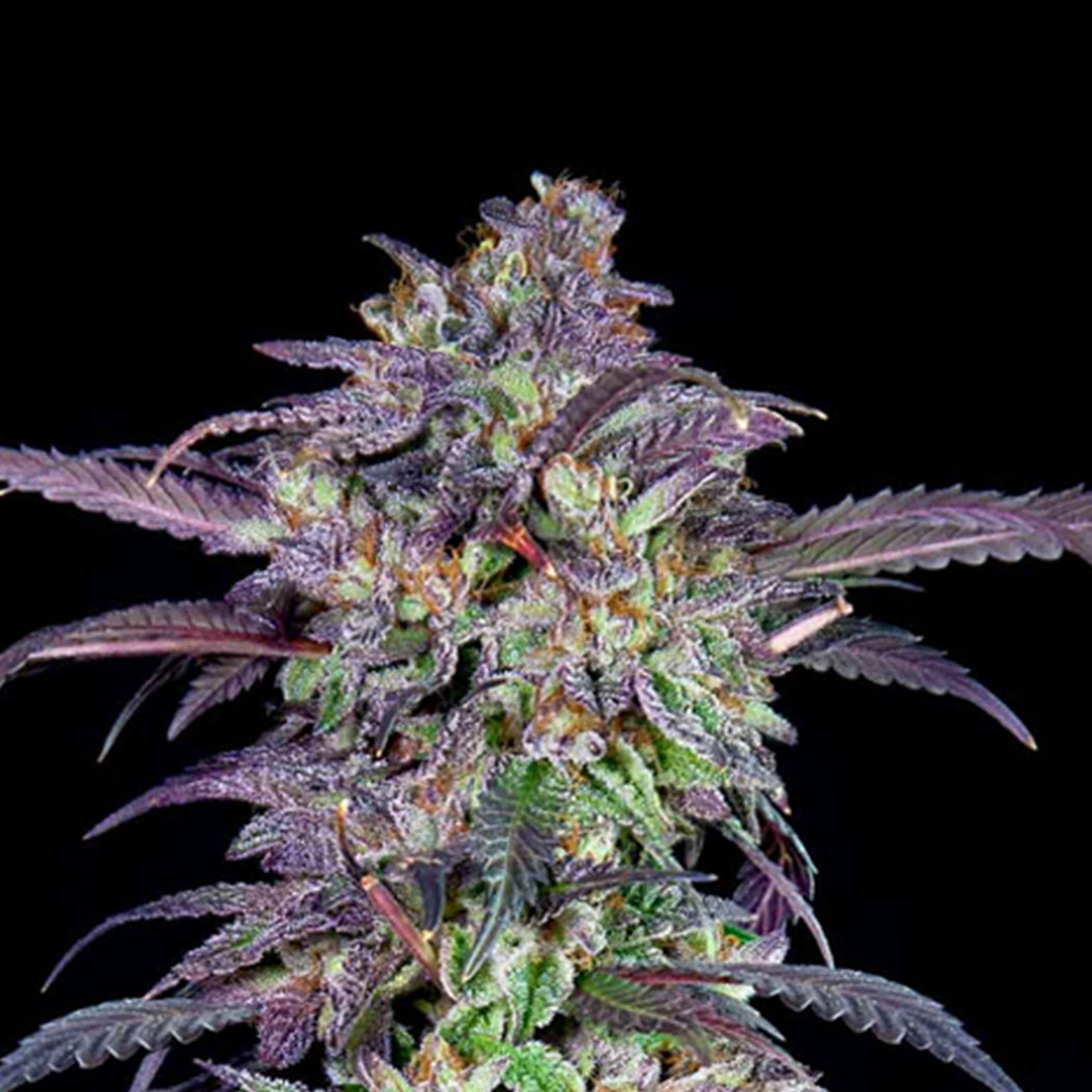 Nahaufnahme einer Cannabispflanze mit purpurroten, grünen und silbrig-weißen Blütenständen vor schwarzem Hintergrund
