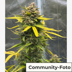 Cookies Gelato Auto (Ausgeglichen, kreativ, entspannend)