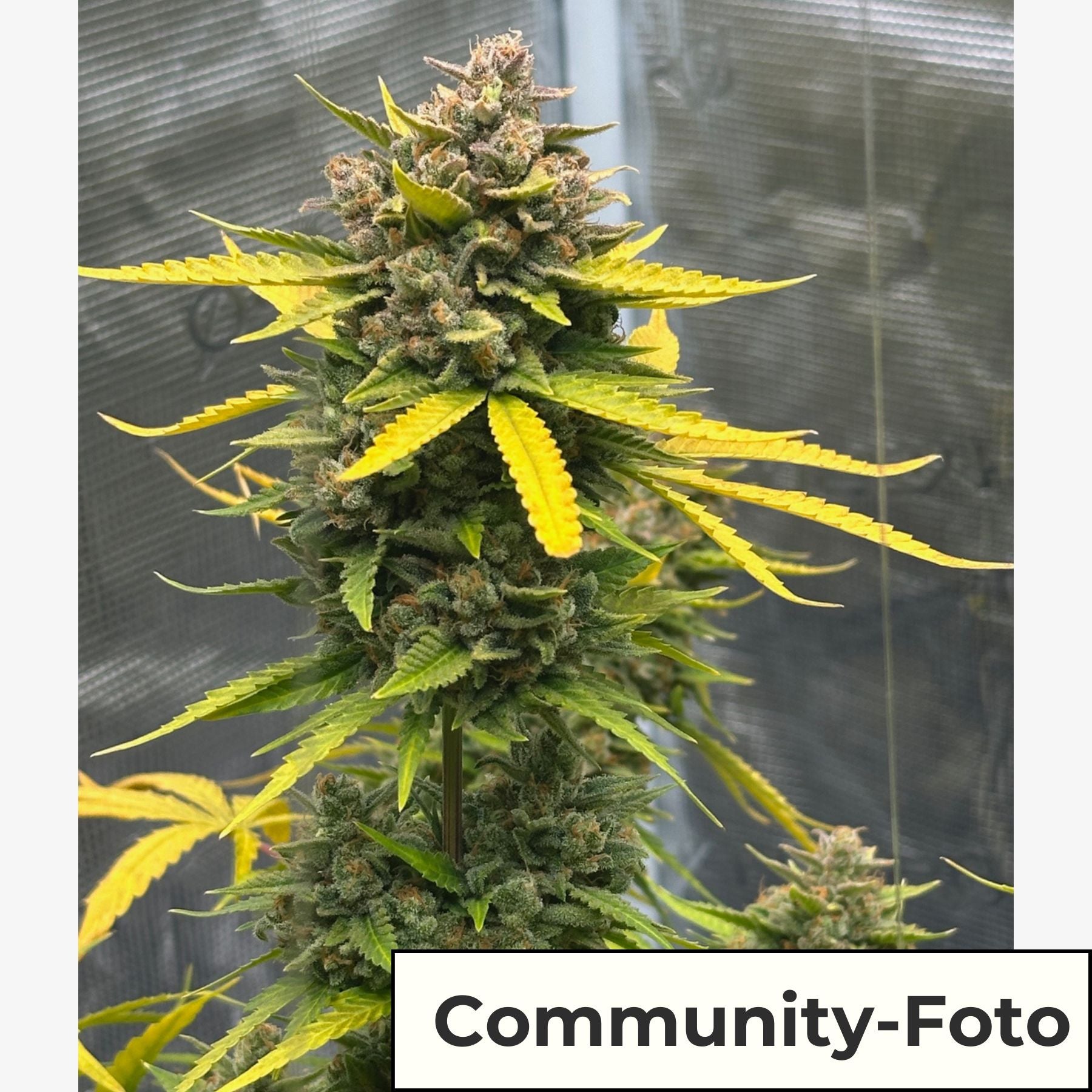 Hanfsamen BudVoyage Cookies Gelato Auto (Ausgeglichen, kreativ, entspannend)