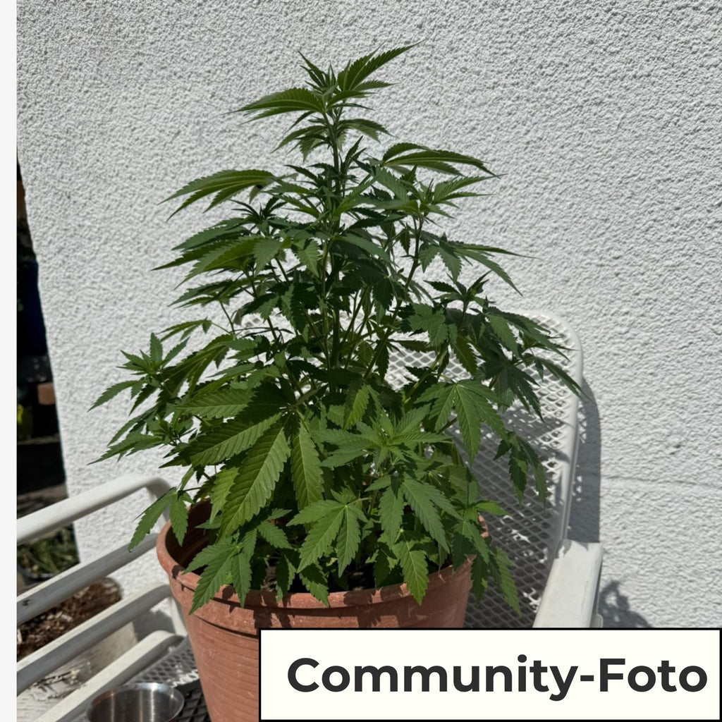 Hanfsamen BudVoyage Do si Dos F1 Fem (entspannend, kraftvoll, Minze)