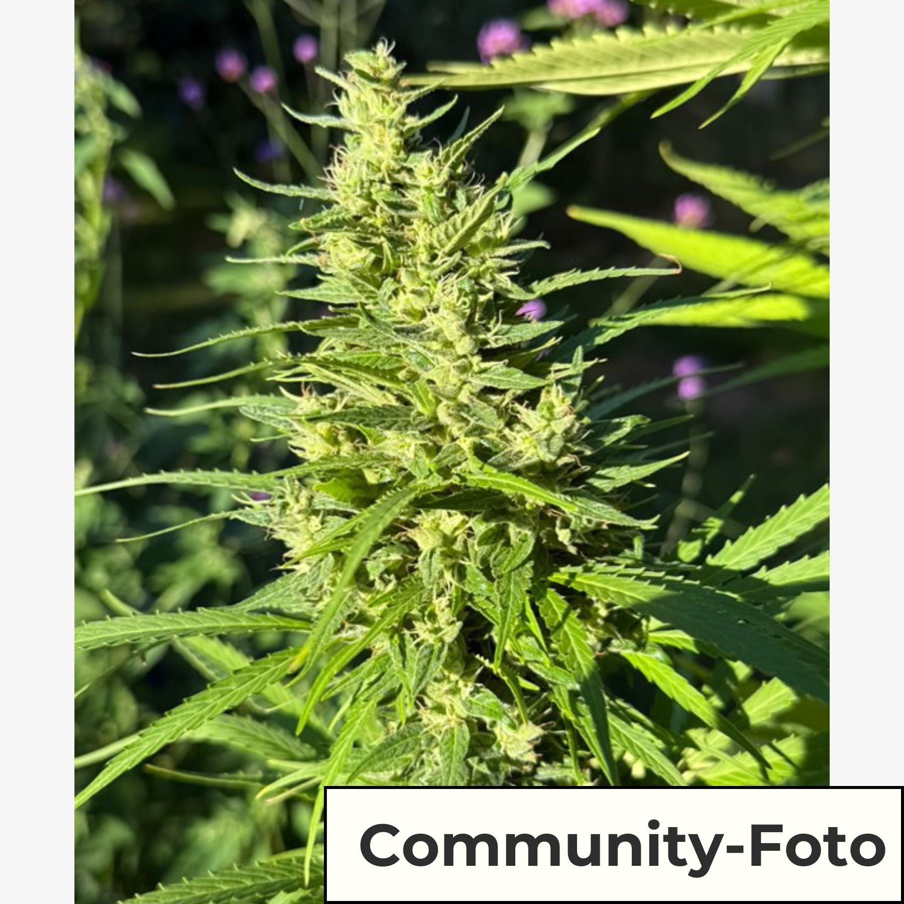 Hanfsamen BudVoyage Do si Dos F1 Fem (entspannend, kraftvoll, Minze)