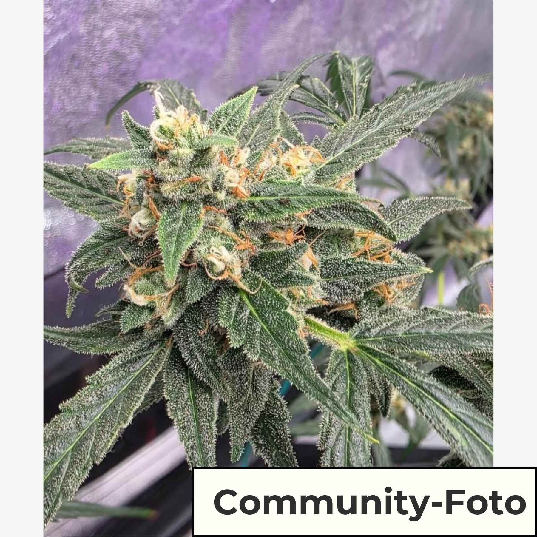 Hanfsamen BudVoyage Florida Sunrise AUTO (Belebend, euphorisch, kreativ)