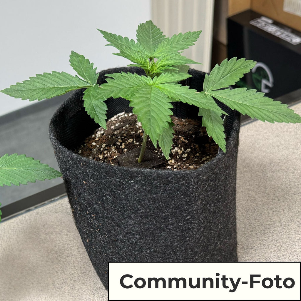 Easy-Growkit von BudVoyage - Komplettes Growset für deine Ernte!