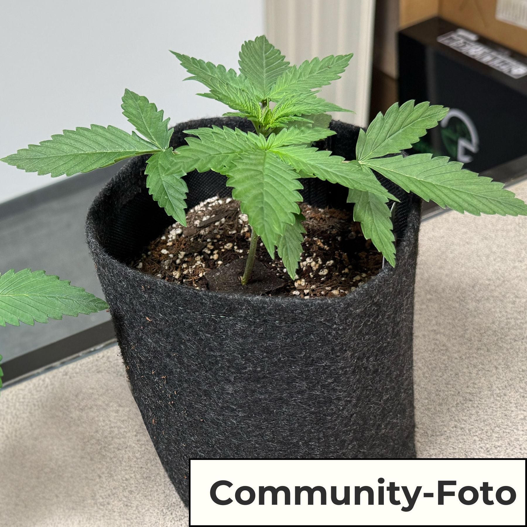 Easy-Growkit von BudVoyage - Komplettes Growset für deine Ernte!