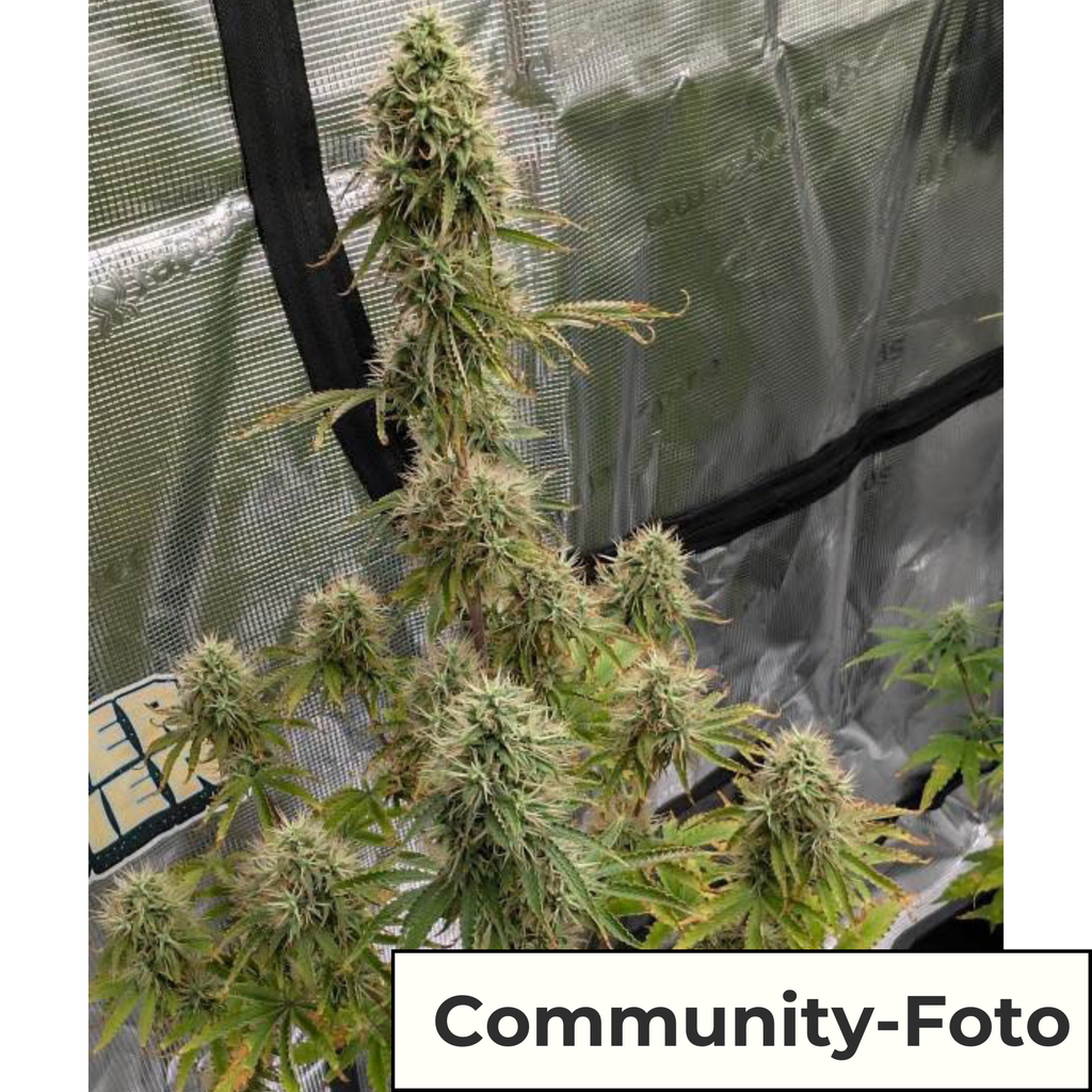 Hanfsamen BudVoyage Purple Punch Auto (körperlich, entspannend, fruchtig)