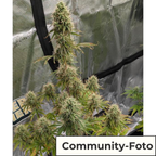 Purple Punch Auto (körperlich, entspannend, fruchtig)